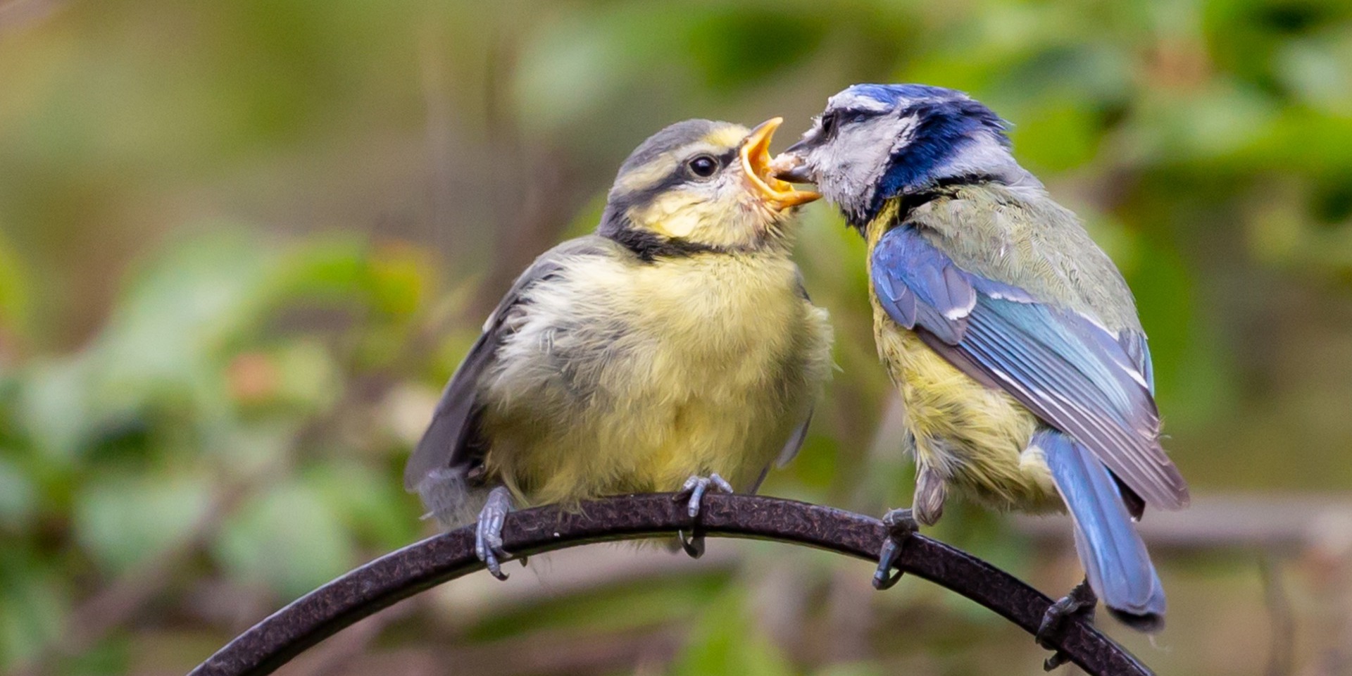 Bird feeding other bird. Metaphor for feeding news.