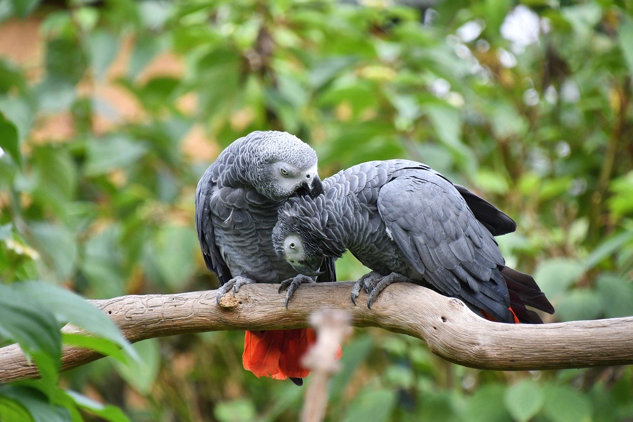 2 African Grey parrots cuddling